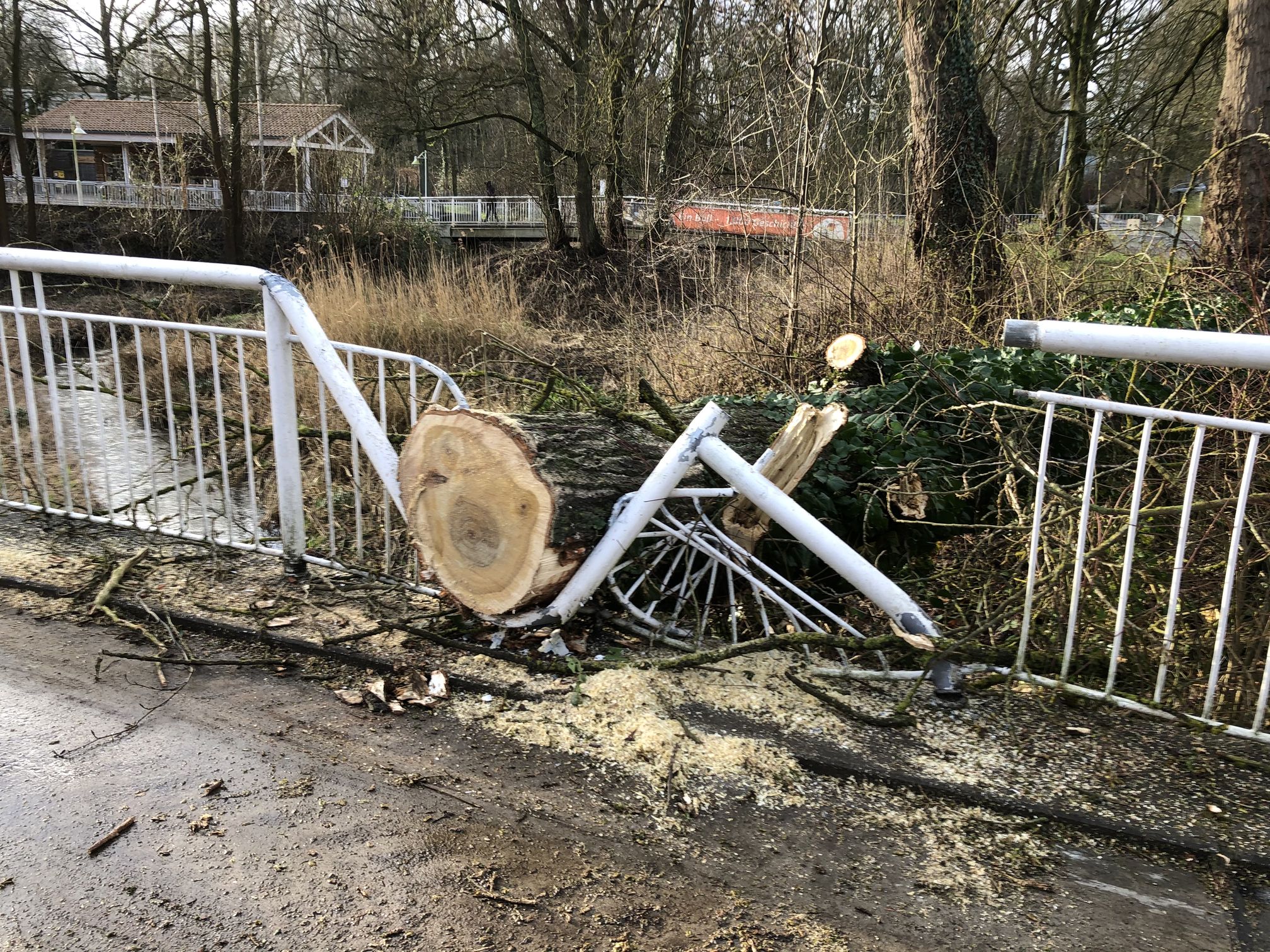 Populus_berolinensis_Brücke_Zoo_Sturmschaden_20220200_(C)_Botanischer_Garten_Rombergpark (1)